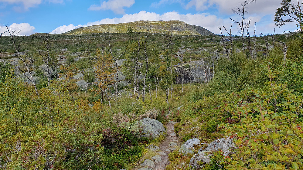 Tilbakeblikk opp mot Gryslehovda (1377) mens jeg vandrer nedover på stien mot Mogen. Her står jeg like ved Løyning.
