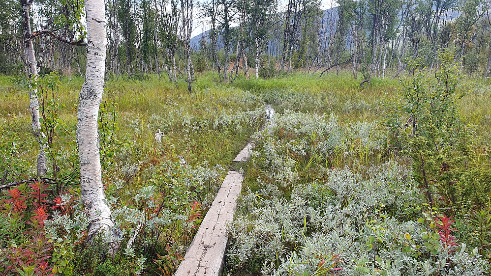 Stien i retning Mogen. På de våteste plassene her nede i dalen var det lagt ut klopper. Disse lå delvis under vann noe meter lengre framme.