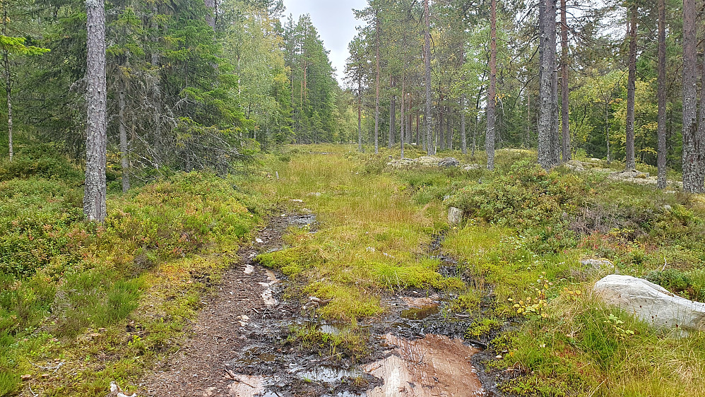 Traktorveien jeg fulgte i slak stigning mot Bøensåsen (636).
