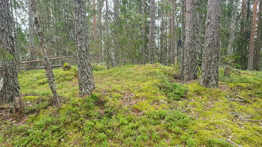 På toppen av Bøensåsen (636).