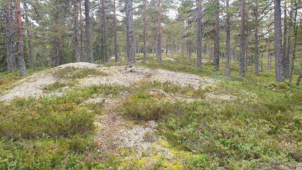 Oppover mot Skibdalsåsen (635) fulgte jeg i perioder denne svake stien i den åpne furuskogen.