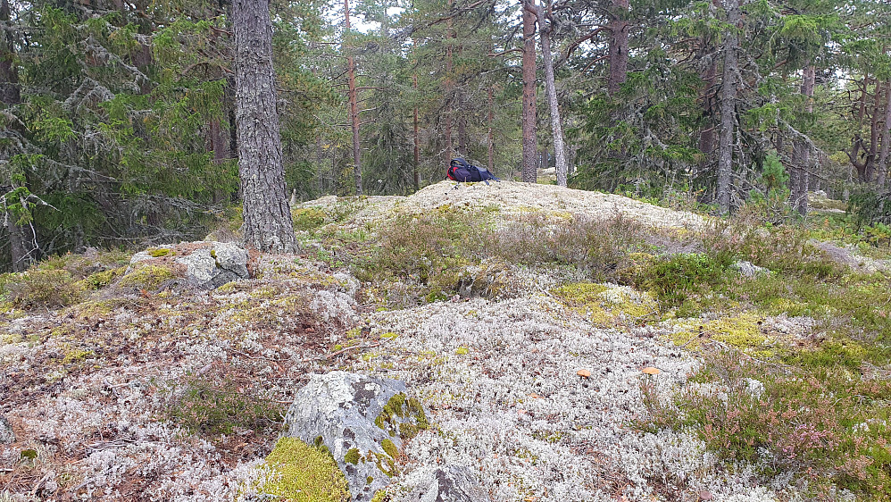 På toppen av Skibdalsåsen (635).