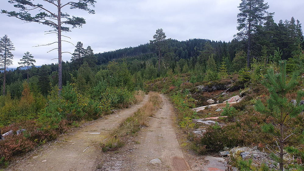 På veien som går bort til eiendommen Berg. Bildet er tatt motsatt vei, mot Bøensåsen (636), som er i bakgrunnen temmelig midt i bildet.