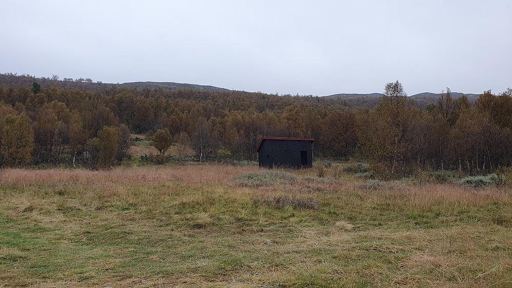 Bjørkelia jeg måtte gå gjennom, sett fra tunet på Nyestølen.