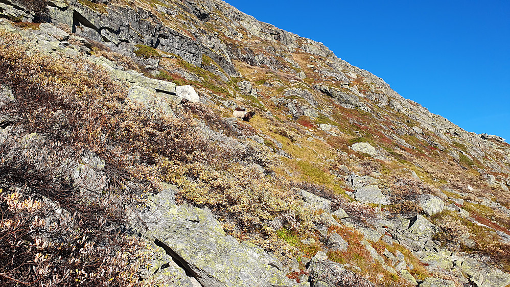 I sørflanken på Bjøbergnuten (1515), hvor jeg nettopp har gått ned det aller bratteste partiet. Midt i bildet står tre sauer og glaner på meg.