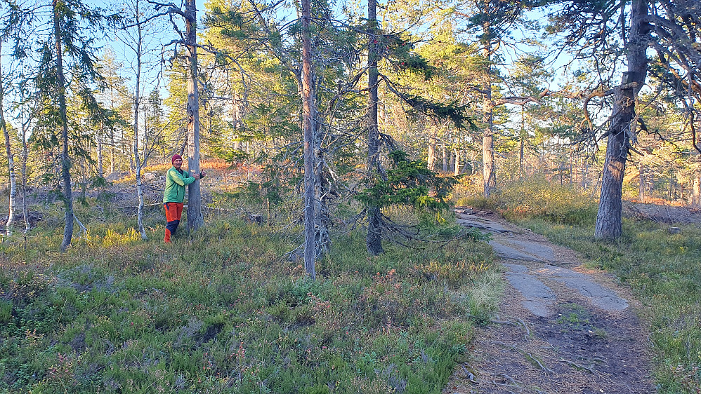 Yes, denne tørrfurua kan bli et bra bål! Langs stien like nord for toppen av Kraftkollen (481).