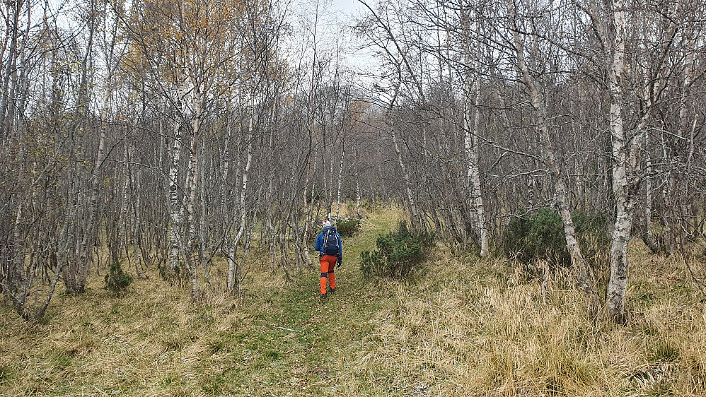 Fin og lettgått sti gjennom bjørkeskogen like ovenfor Vårstølane.