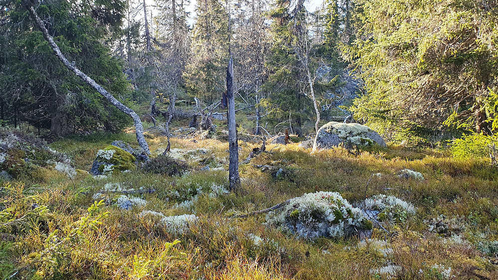 Eksempel på hvordan terrenget var i skogen en del steder. Ujevnt, og gjerne med steiner som helt eller delvis var dekket med mose. Her nærmer jeg meg Liaåsen (974).