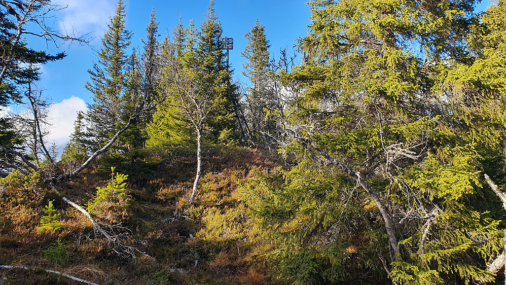 Siste meterne opp til toppen av Liaåsen (974).