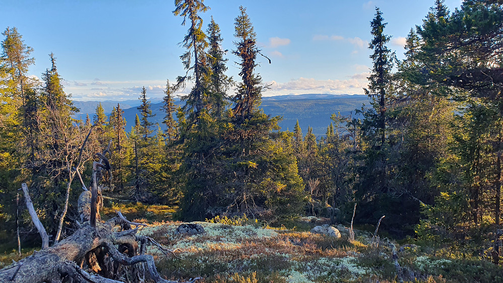 Her hvor nedstigningen av sørsiden på Flatdalsåsen begynte, var det gløtt av utsikt sørover. Det var i dette området jeg møtte elgen.