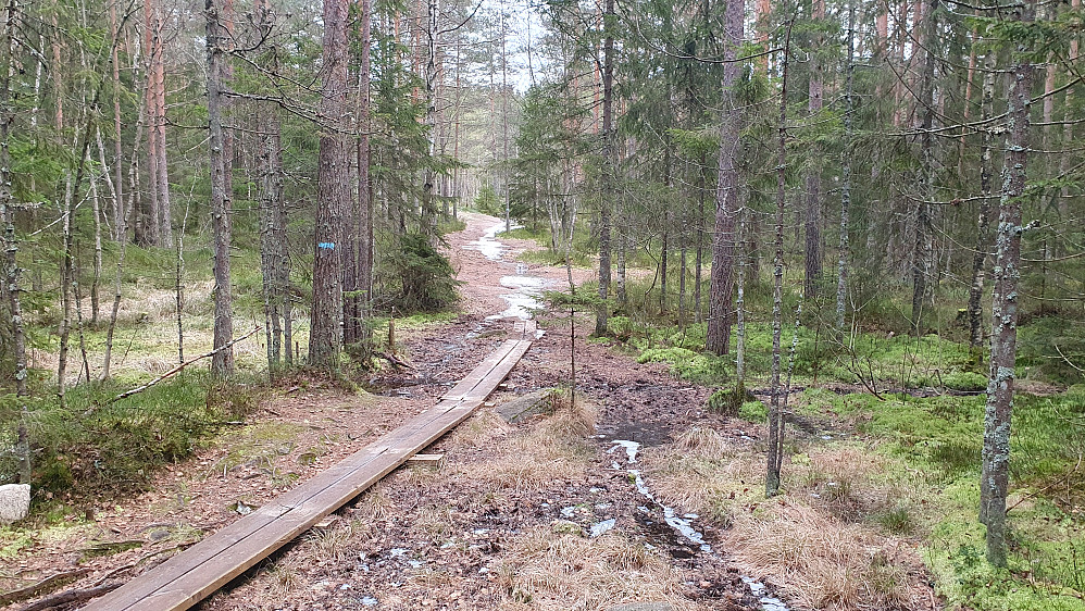 Iløpet av turen fulgte jeg mye stier, som flere steder var brede og tydelige. Det går stier hele veien fra Sandermosen stasjon og til Granberget (441), men jeg ville også oppom et par småtopper underveis, og fikk derfor noe lyngvandring. Flere mindre stier og tråkk var ikke inntegnet på kartene, så det ble ikke mye trasking i lyng og kratt egentlig. Her er jeg i nærheten av Barlindmyra.