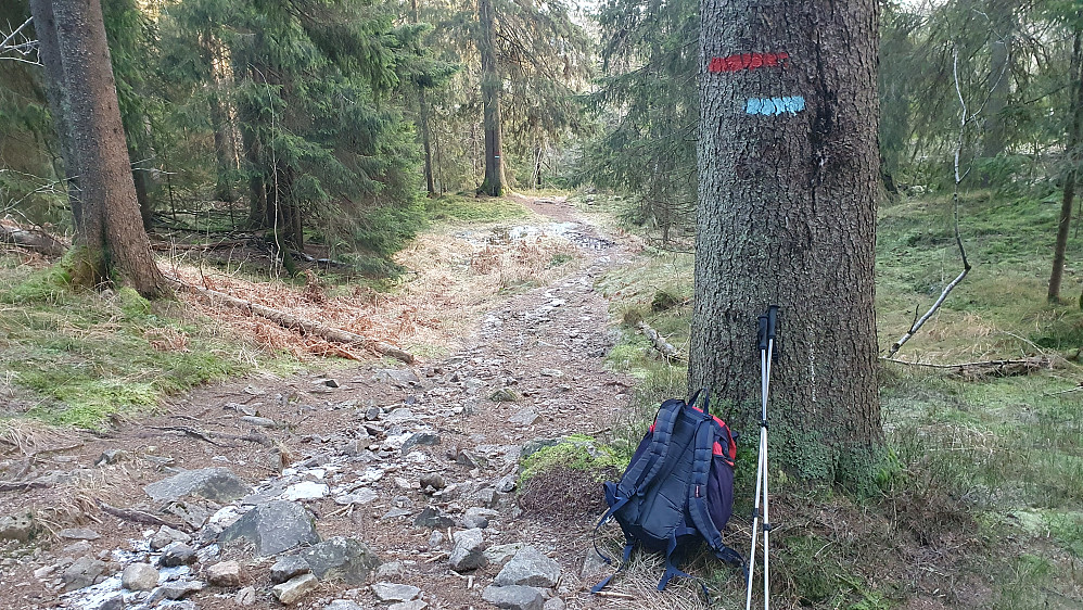 Akkurat innenfor naturreservatet, langs stien sør for Granberget (441), var det flere svære grantrær. Slike ser man sjelden utenfor vernede områder.