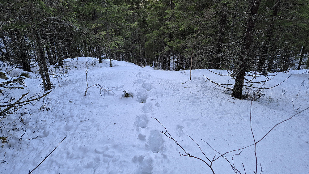 På returen ble det til at jeg fulgte mine egne spor. Da kunne jeg rusle ned igjen uten å dra opp mobilen hele tiden for å kikke på PB-appen. På litt mer åpne plasser i skogen som dette, og på traktorveien nederst, lå det mest snø.