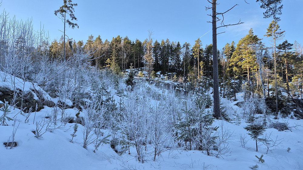 I søkket få meter etter at jeg forlot bilveien. Bildet tatt i den retningen jeg skulle gå. Her var det vinterlig, med ca 30 cm hard snø som stort sett bar meg.
