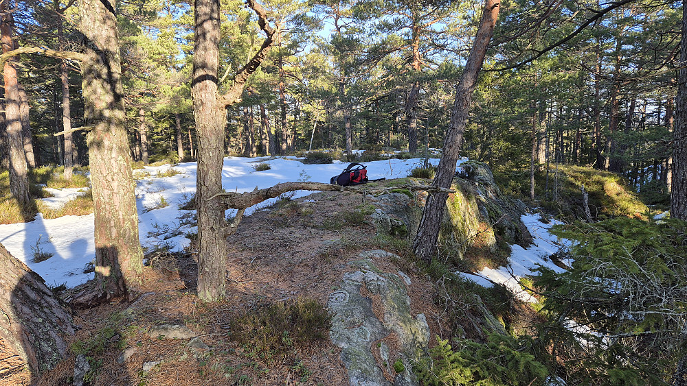 På toppen av Tegdalsåsen (163). Mye barmark i skogen rundt toppen. Her ble det litt vårstemning og trivelig med sola som skinte mellom trærne.