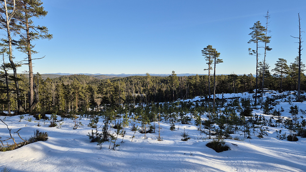 I et hogstfelt 100 meter øst for toppen av Tegdalsåsen var det vidstrakt utsikt i retning nordøst.