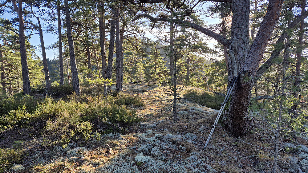 På toppen Vest for Tyttebærås (109). Åsen som skimtes i bakgrunnen mellom trærne, er Middagsåsen (176).