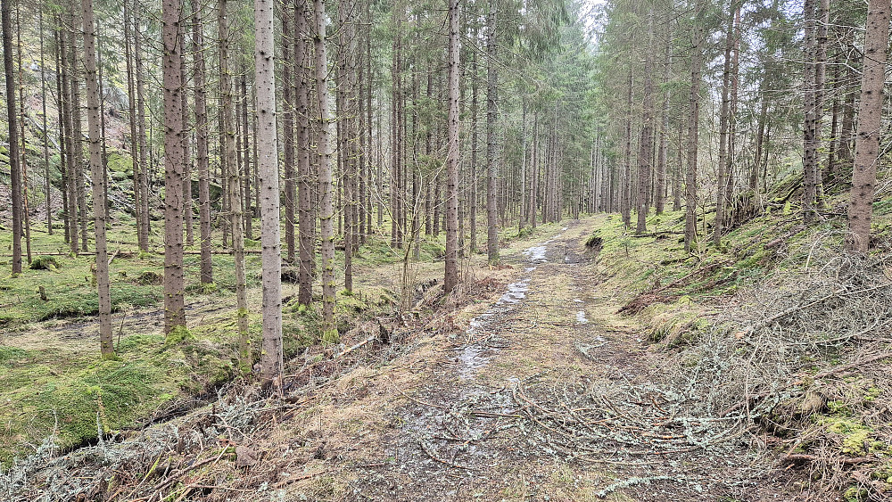 I skaret mellom Dalsåsen (141) og Kvernhusåsen (127) fulgte jeg denne traktorveien noen meter. Forholdsvis ryddig og lettgått skogsterreng fra denne veien og opp mot Kvernhusåsen.