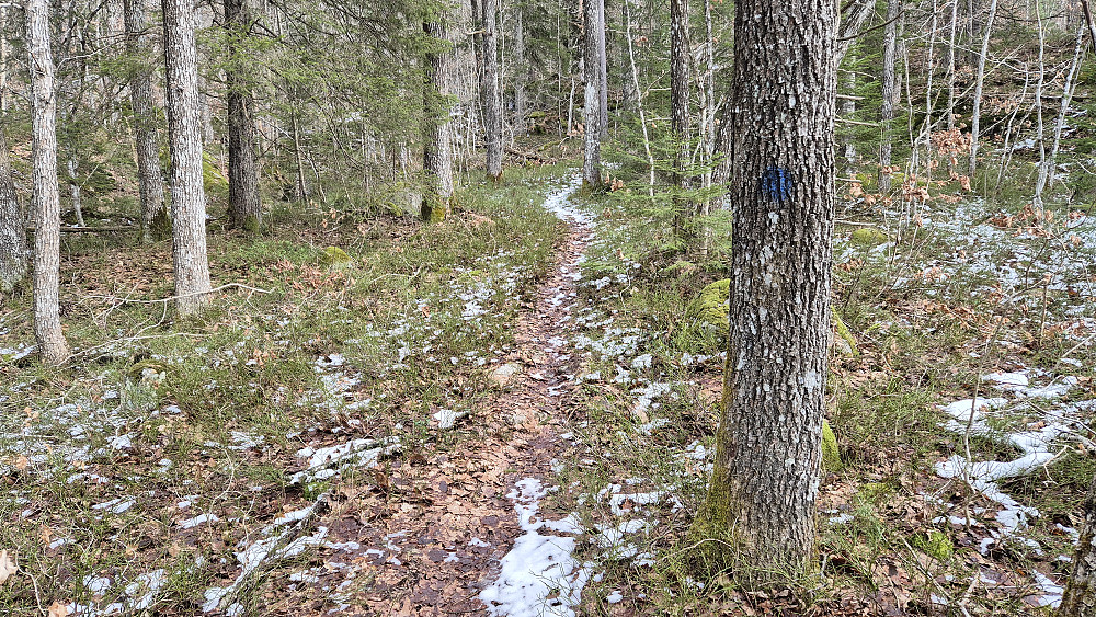 Stien mot Sjømannsheia (139). Dette er helt nederst, like etter at jeg forlot skogsbilveien.