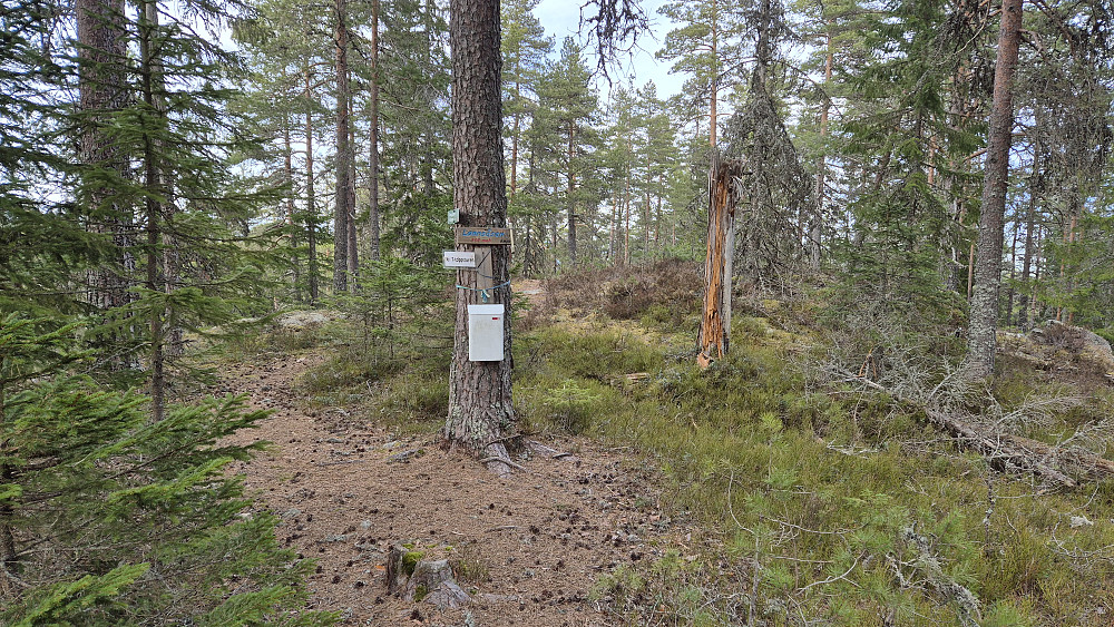 Postkasse på toppen av Lønnsåsen (352). Selve toppunktet er bak den råtne trestammen litt til høyre.