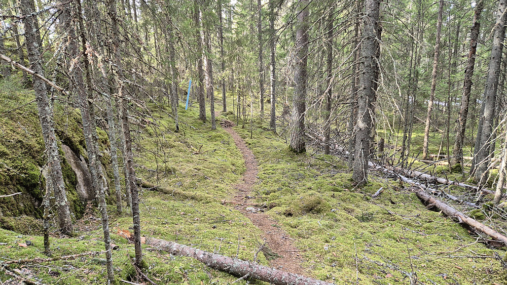 Blåmerket, fin sti oppå åsen nordvest for toppen av Lønnsåsen (352). Her fra returen, hvor jeg er på vei over Millomhøgda igjen.