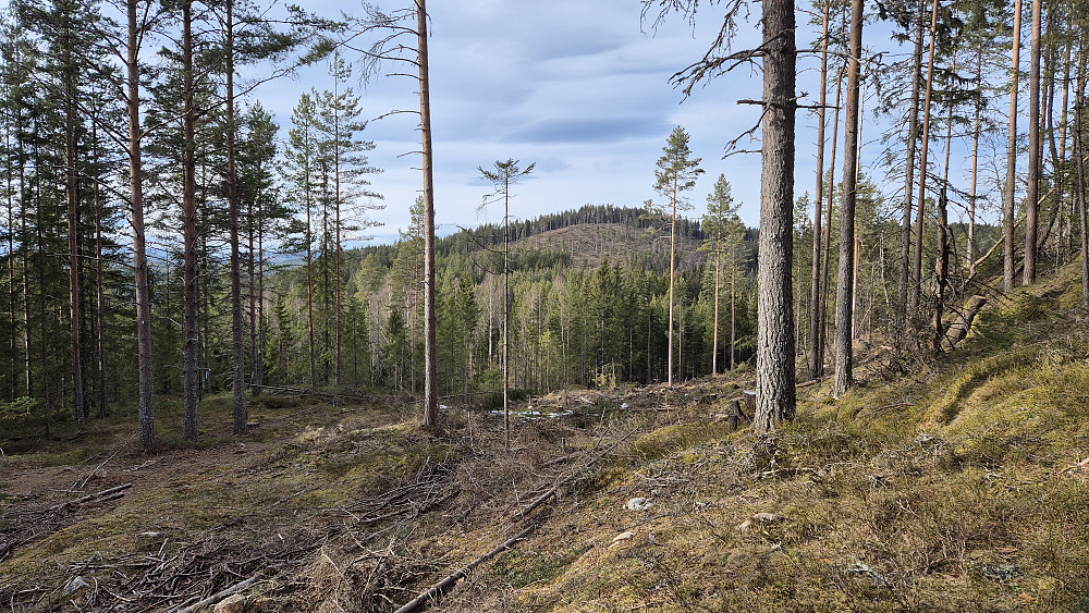 Under returen fra Lønnsåsen (352), hvor jeg nå var på vei mot Knappåsen (339), som er åsen i bakgrunnen midt i bildet. Her er jeg igjen øst for Rundknappen.