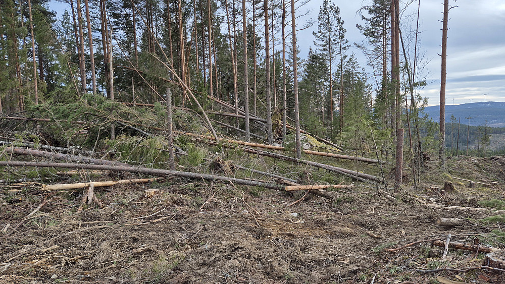På vei ned fra Knappåsen (339). Her er jeg tilbake ved området hvor det var så mange nedblåste trær. Stien går egentlig rett fram midt i bildet.