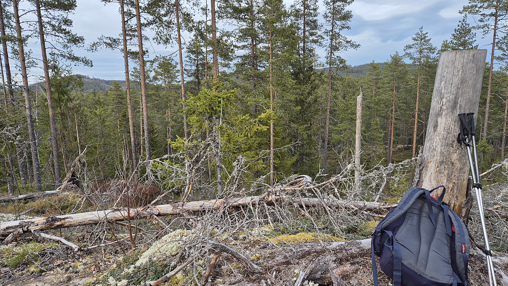Noen rotvelter og litt gammel hogst sørget for et forholdsvis åpent toppområde på Svartberget (249). I bakgrunnen ses Knappåsen (339) helt til venstre, mens Lønnsåsen (352) er bak trærne til høyre i bildet.