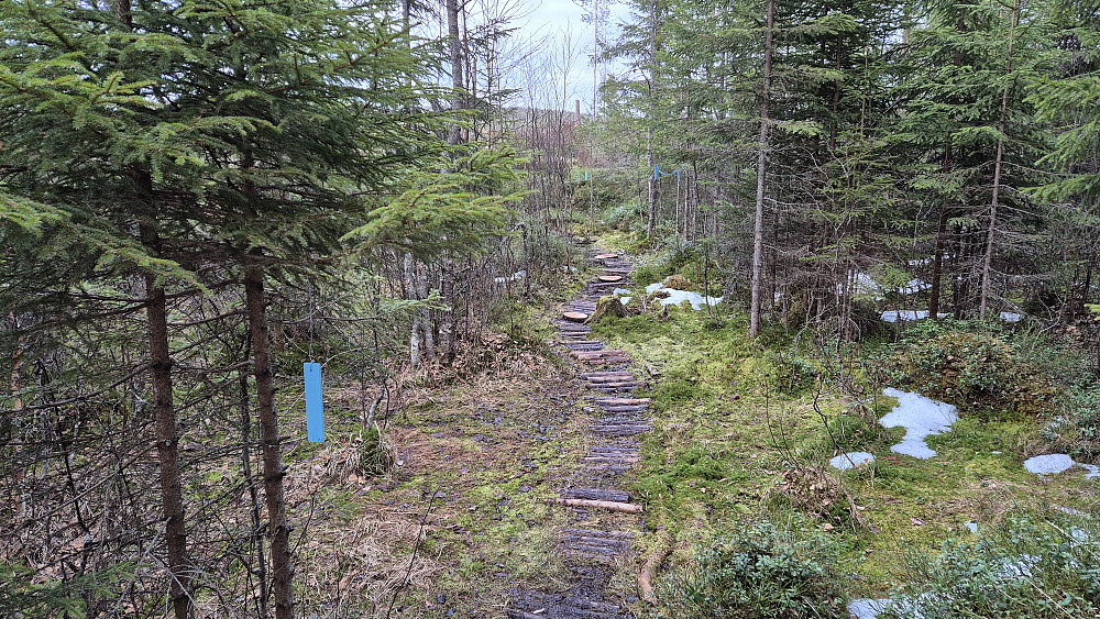 Godt merket og tilrettelagt sti. Her er jeg nesten rett nord for toppen av Svartberget (249), på vei østover mot Fuglmyra hvor stien gikk over et lite søkk der bakken var ganske fuktig.