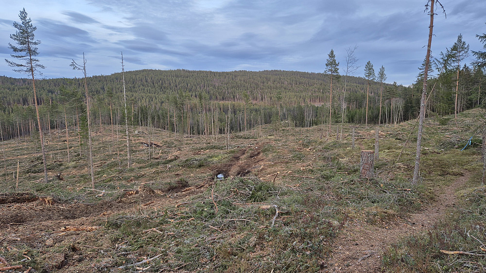 Hogstfeltet vest for Fuglmyra. Stien jeg skulle følge, som her ses i forgrunnen helt til høyre, var lett å se gjennom dette området med hogst. Åsen i bakgrunnen er Lønnsåsen (352).