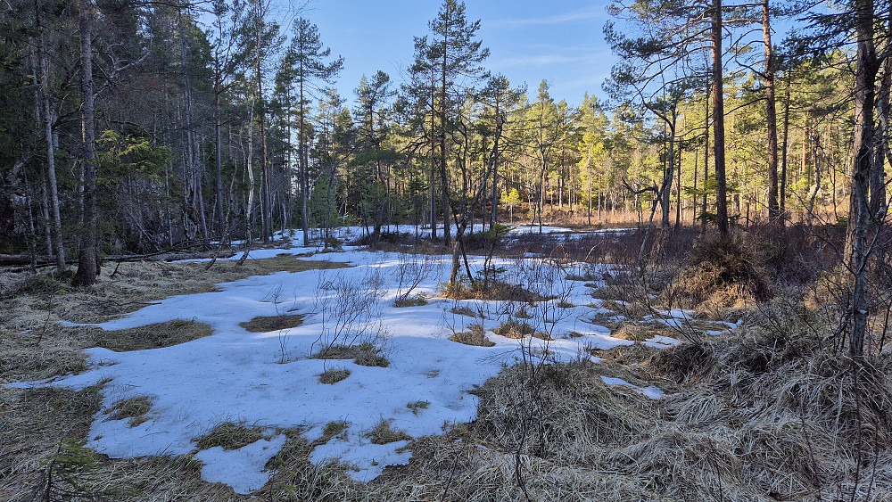 På nordsiden av Krokvassheiane (277) lå det fortsatt noe snø på myrområdene som lå mest i skyggen. Her er jeg på den navnløse myrflekken like sørøst for Stormyr.