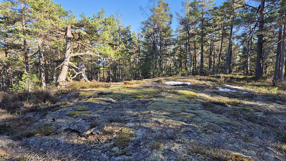 Toppunktet på Suggkjerrheia (286) er her et sted. Sekken min henger på den krokete furua til venstre.