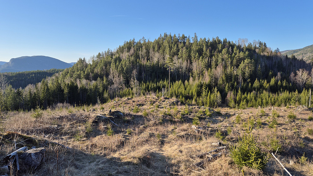 I hogstfeltet på nordsiden av Høgsteåsen (268). Den nærmeste åsen på bildet er neste mål, Krumleåsen (298). Lengre bak og til venstre ses Kringsås (589).