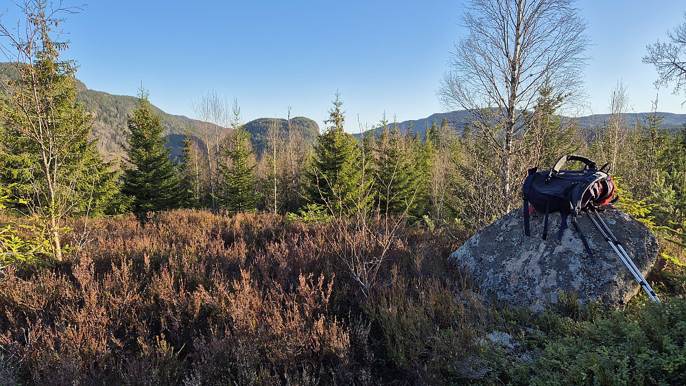 På toppen av Krumleåsen (298). Mye lyng her oppe, men også utsikt. Her ser vi sørover. Åsen som stikker opp nesten midt i bildet, er Skulssnippen (391).