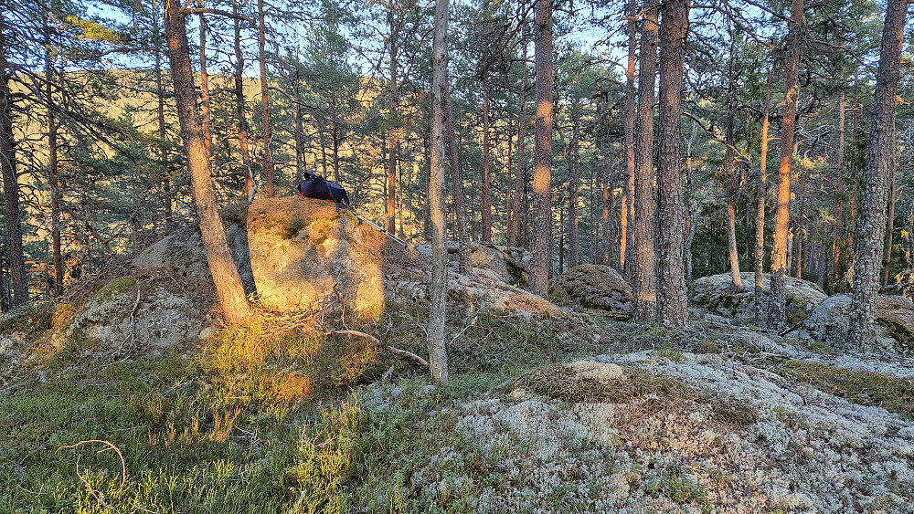 Toppunktet på Langåsen (335) er en nokså markert og tydelig bergknaus.
