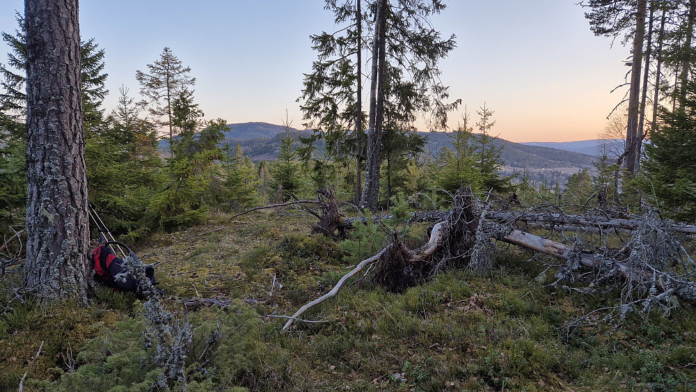 På Tegemyråsen (258) var sola gått ned. Toppen hadde faktisk litt utsikt, og bedre ble det da jeg gikk noen meter lengre fram, for sørsiden av åsen var et gammelt hogstfelt.