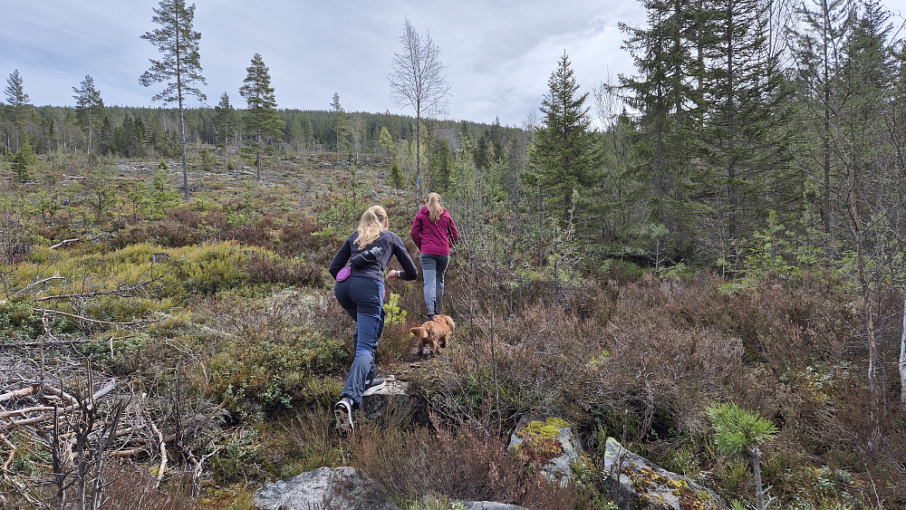 Fra ca 300 meters høyde gikk stien i et hogstfelt et godt stykke oppover. Innimellom var det blåmerket.