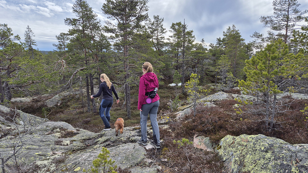 Toppen i sikte. I hvert fall nesten ... En grå bergknaus kan skimtes bak furuene nokså midt i bildet, ovenfor snøflekken. Der befinner selve toppen seg.