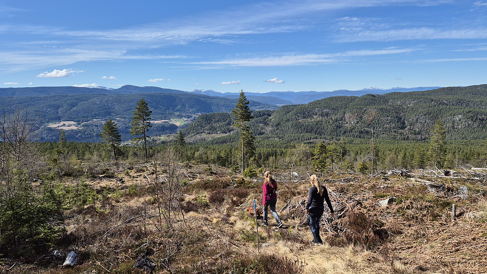 Vi vandrer lett og lystig på stien ned fra Høgelifjell. Luna går i tet og viser vei. Her i øvre del av hogstfeltet var det strålende utsikt vestover.