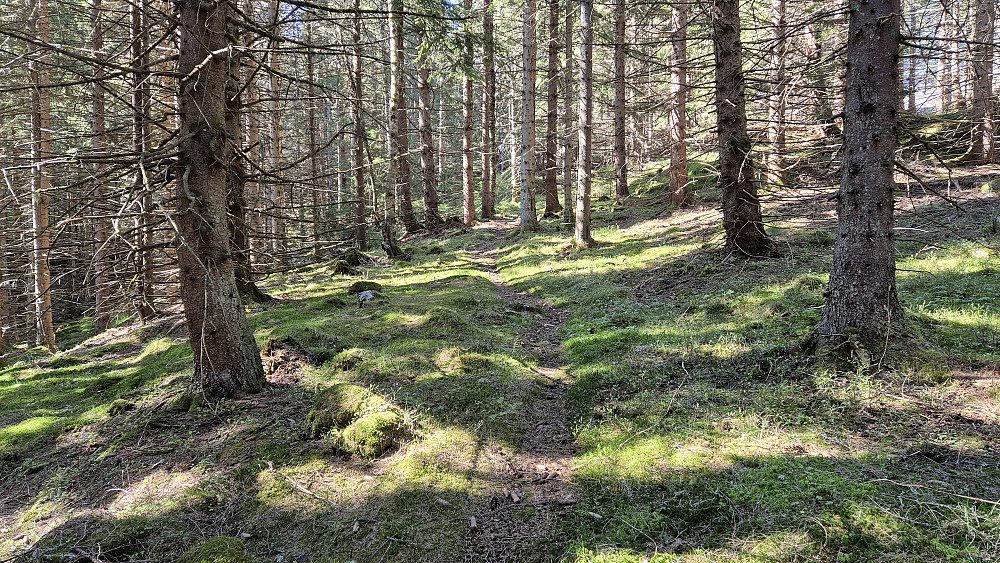 Stien vest for Nedre Fjølhytta gikk bl.a. gjennom stor granskog. Her er det like før jeg kom opp på Søttjernveien.