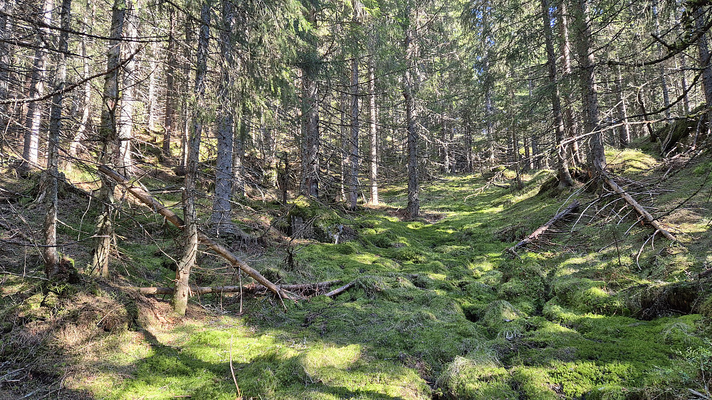 På vei oppover mot Høgåsen Vest (576) gikk jeg i stor og mørk granskog mye av tiden. Det var kun i øverste del like før toppen at det ble mer åpen skog. Men det er jevnt over greit å ta seg fram i slik stor skog da det vokser lite lyng og kratt der.