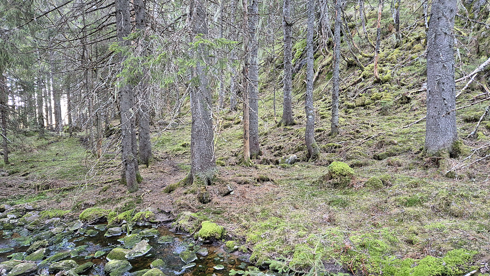 For andre gang krysser jeg bekken som renner ned mot Øvre Gråseterhytta. I dette området fulgte jeg i perioder en svak sti, som her kan ses mellom de nærmeste granene litt til venstre. Mye stor og skjeggete granskog i denne bekkedalen.