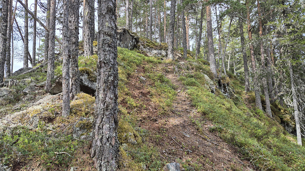 Stien og ryggen jeg fulgte til toppen av Olavskosfjellet (501).