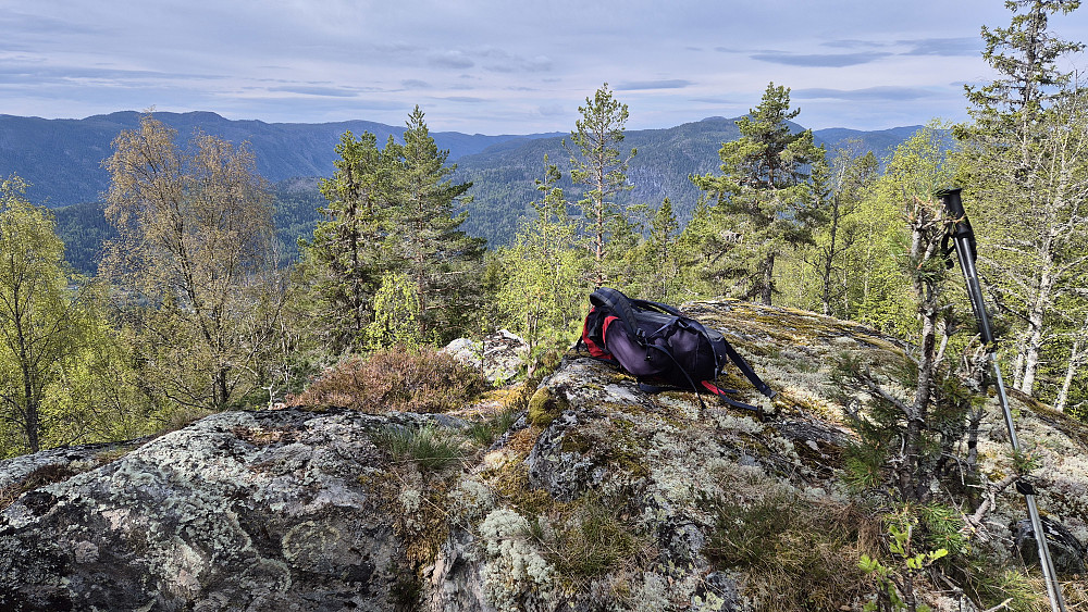 På toppen av Torgåsen (552). Utsikt vestover. Dalen hvor Kviteseid ligger skjuler seg nedenfor og bak bjørketrærne helt til venstre.