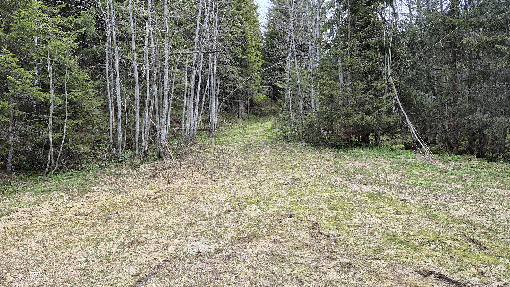 Her stoppet veien jeg hadde fulgt forbi Husstaul, og jeg fortsatte på traktorveien som går opp i skogen midt i bildet.