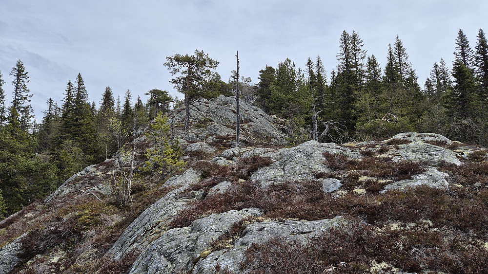 Oppover ryggen jeg fulgte til Kolltveiteggi Nord (808). Stilig med en sånn rygg som skjærer gjennom skogen.