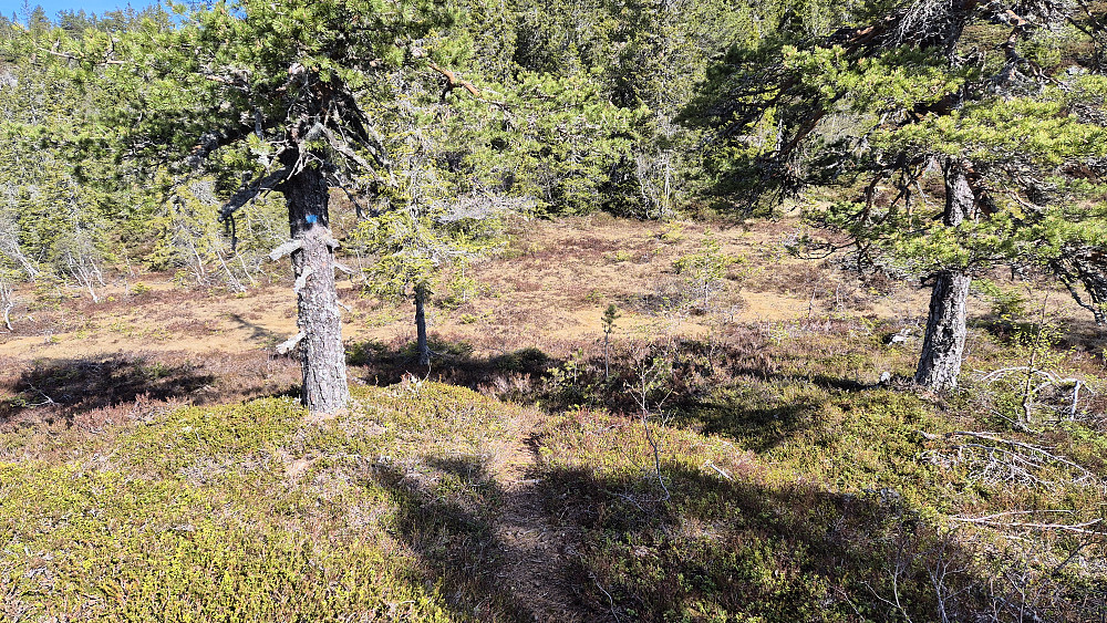 Blåmerket sti mot Slettefjell (850). Nærmere toppen ble stien noen ganger litt mer vanskelig å se.