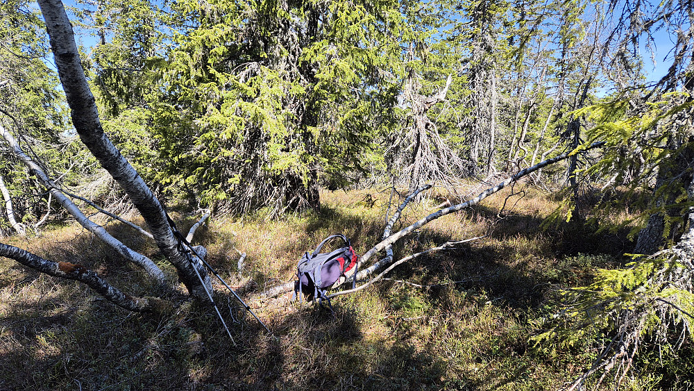 Mellom Slettefjell (850) og Røglefjell (847) gikk jeg over denne lille åsen, Solås (732), hvor det altså var mye skog på toppen og lite utsikt. I distanse var det faktisk litt kortere å gå via denne toppen i stedet for stien, men det ga jo noen flere høydemeter. Dessuten var det ingen stier å se over Solås (732).
