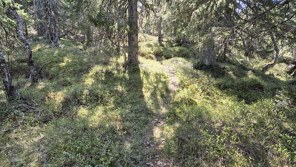 Stien mot Røglefjell (847). Her i skogen var den forholdsvis godt synlig, men høyere oppe hvor det ble mer åpent, forsvant den nesten helt noen ganger.