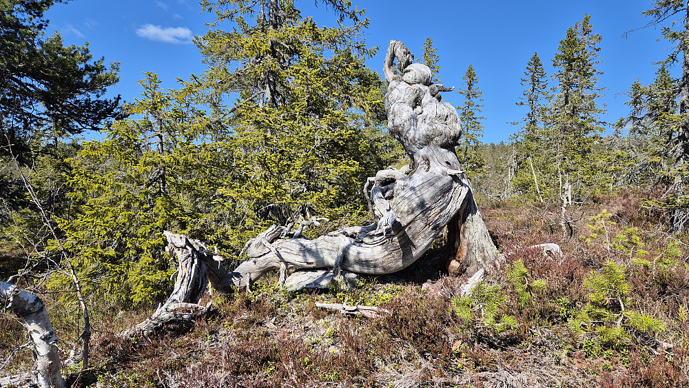 Litt etter at jeg hadde gått fra Blåsopp (756) passerte jeg denne tørrfurua, som med litt fantasi ligner et forsteinet vesen ... To øyne som ser skrått opp mot høyre, bollete pannlugg og et horn på hodet, og med nese og munn som går i ett.